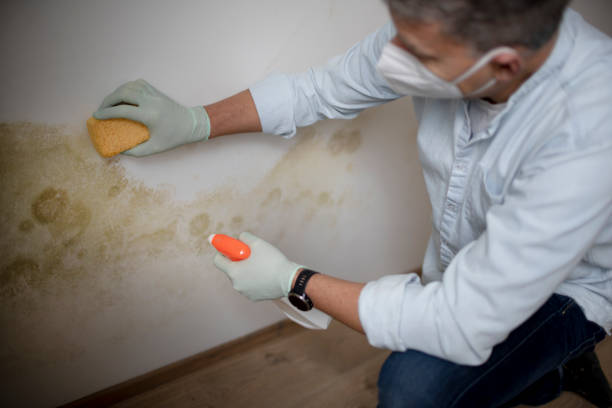 Best Professional Mold Removal  in Stratford, OK