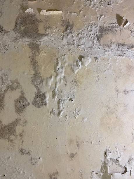 Mold Testing and Removal in Stratford, OK